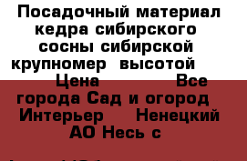 Посадочный материал кедра сибирского (сосны сибирской) крупномер, высотой 3-3.5  › Цена ­ 19 800 - Все города Сад и огород » Интерьер   . Ненецкий АО,Несь с.